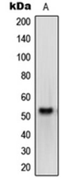 Western blot analysis of HEK293T (Lane 1) whole cell lysates using OPN4 antibody