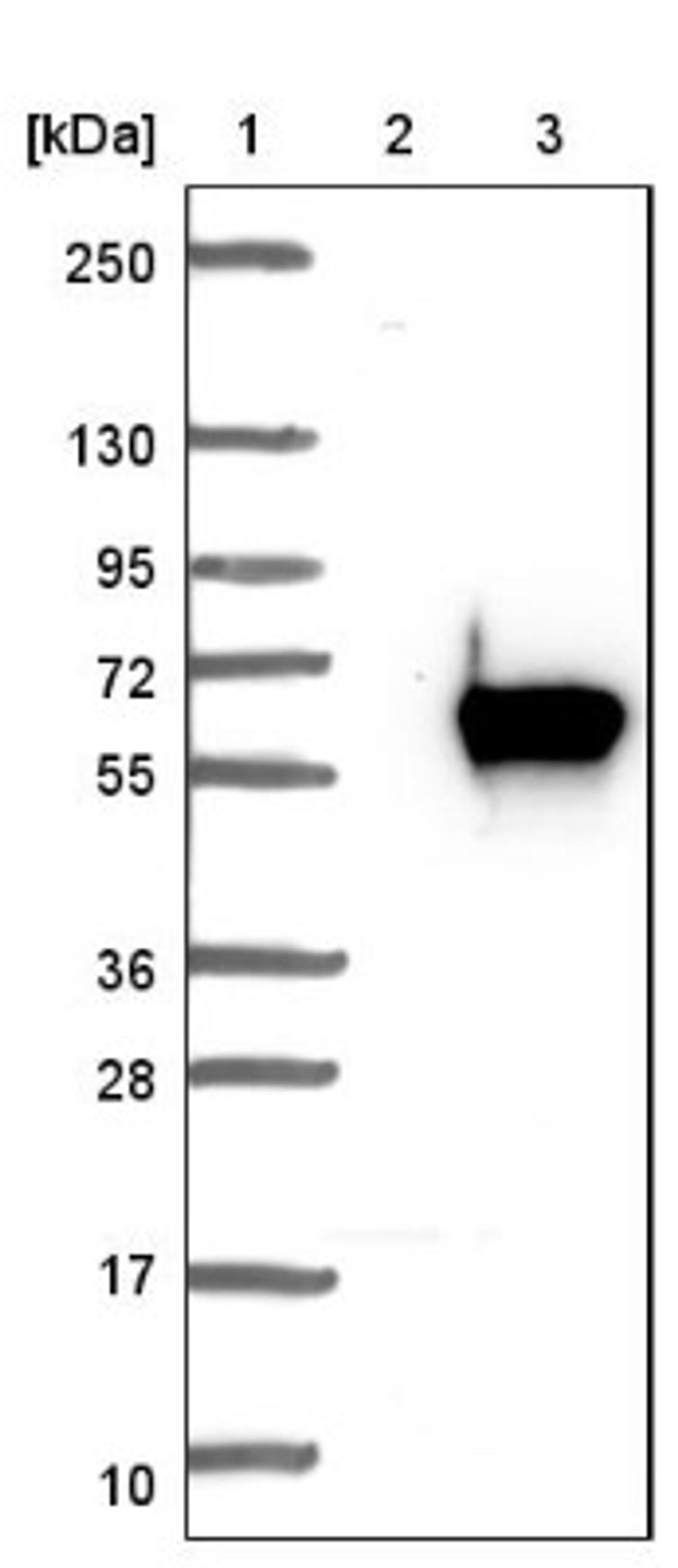 Western Blot: AGXT2L1 Antibody [NBP1-91655] - Lane 1: Marker [kDa] 250, 130, 95, 72, 55, 36, 28, 17, 10<br/>Lane 2: Negative control (vector only transfected HEK293T lysate)<br/>Lane 3: Over-expression lysate (Co-expressed with a C-terminal myc-DDK tag (~3.1 kDa) in mammalian HEK293T cells, LY410615)