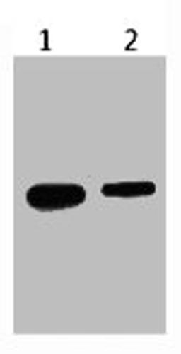 Western blot analysis of Recombinant protein, (Q72) diluted at 1) 1:5000 2) 1:10000