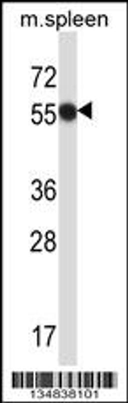 Western blot analysis in mouse spleen tissue lysates (35ug/lane).