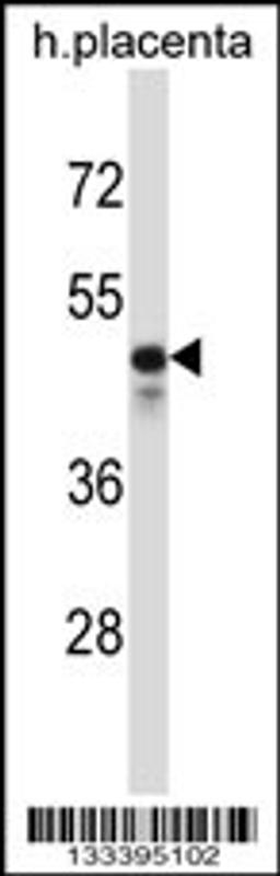 Western blot analysis in human placenta tissue lysates (35ug/lane).