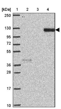 Western Blot: FBXW10 Antibody [NBP2-33651] - Lane 1: Marker [kDa] 250, 130, 95, 72, 55, 36, 28, 17, 10<br/>Lane 2: Human cell line RT-4<br/>Lane 3: Human cell line U-251MG sp<br/>Lane 4: Human plasma (IgG/HSA depleted)