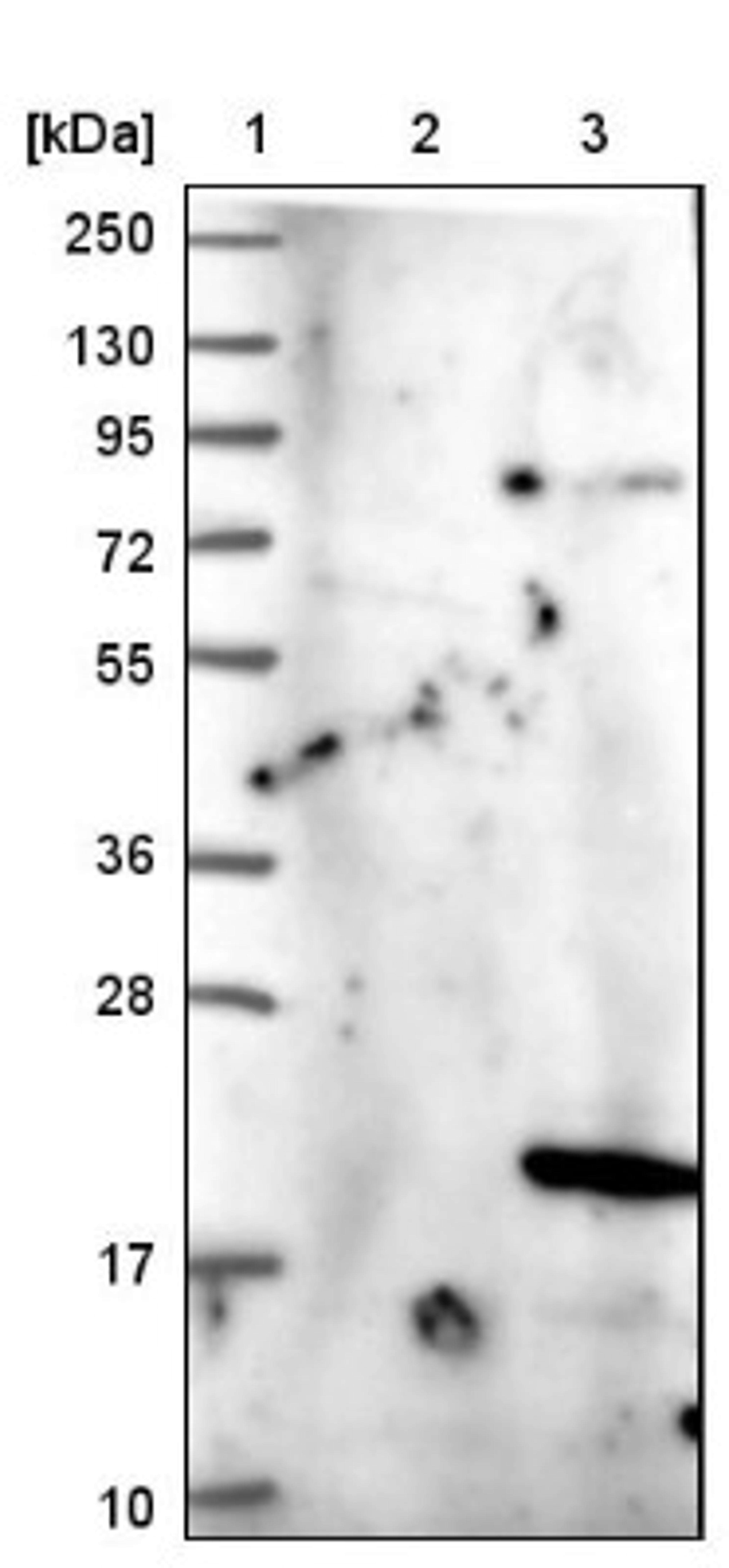 Western Blot: PGL2 Antibody [NBP1-92260] - Lane 1: Marker [kDa] 250, 130, 95, 72, 55, 36, 28, 17, 10<br/>Lane 2: Negative control (vector only transfected HEK293T lysate)<br/>Lane 3: Over-expression lysate (Co-expressed with a C-terminal myc-DDK tag (~3.1 kDa) in mammalian HEK293T cells, LY402625)