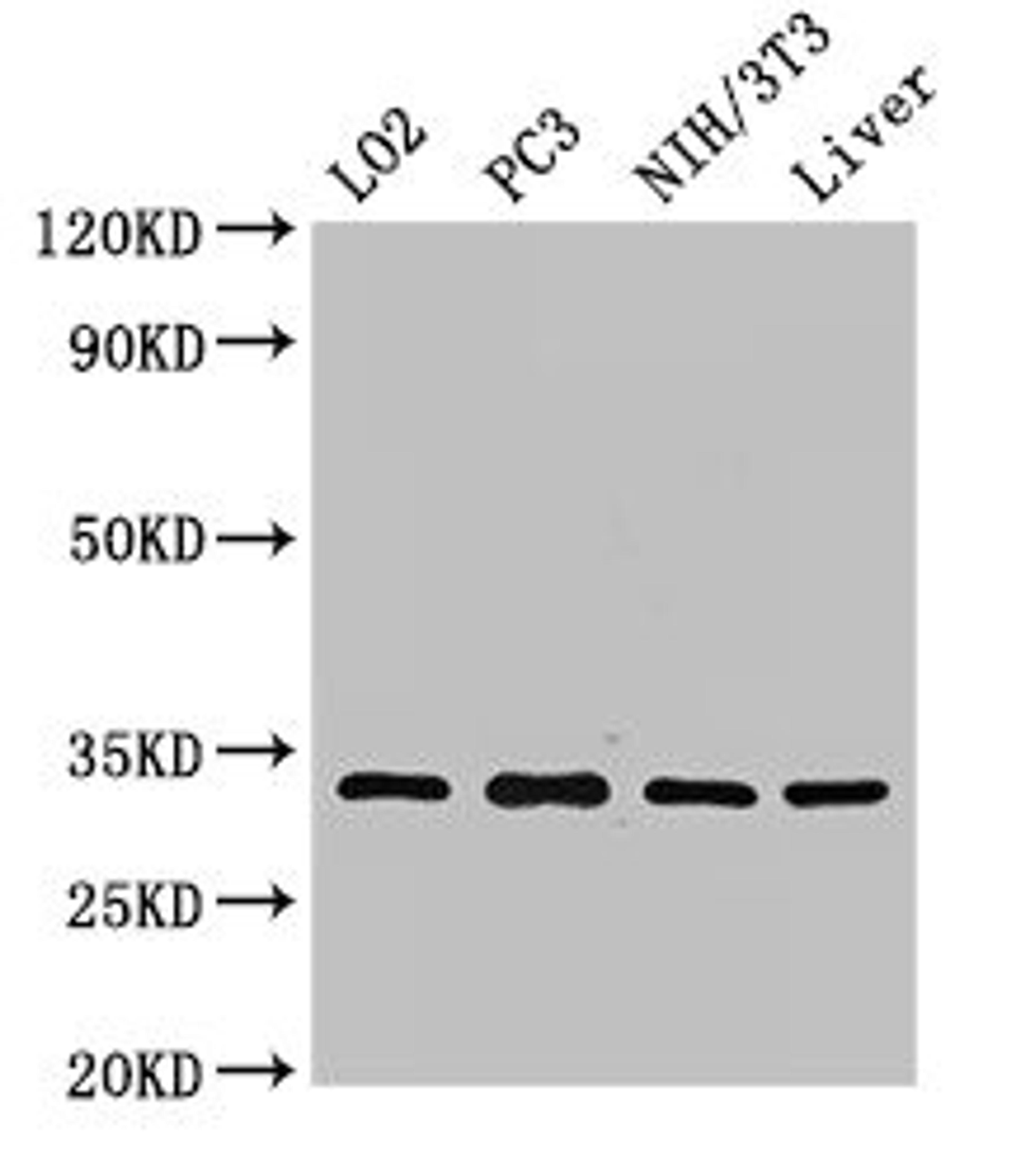 Western Blot. Positive WB detected in: LO2 whole cell lysate, PC-3 whole cell lysate, NIH/3T3 whole cell lysate, Rat liver tissue. All lanes: SIX1 antibody at 2.7ug/ml. Secondary. Goat polyclonal to rabbit IgG at 1/50000 dilution. Predicted band size: 33 kDa. Observed band size: 33 kDa. 
