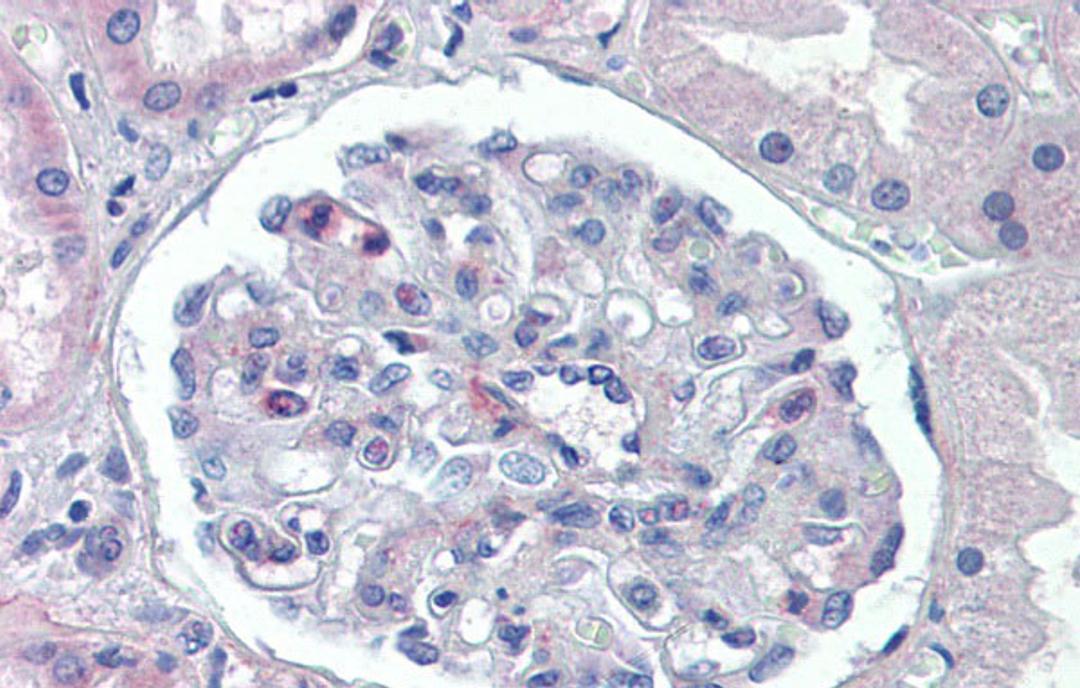 Antibody used in IHC on Human kidney at 5.0 ug/ml.