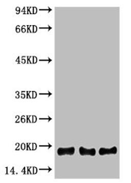 Western blot analysis of 1) Hela, 2) Raw 264.7, 3) Rat Testis, diluted at 1:2000.
