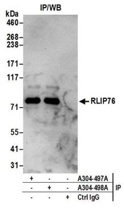 Detection of human RLIP76 by western blot of immunoprecipitates.