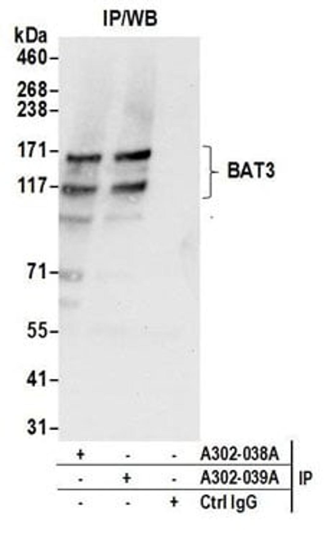 Detection of human BAT3 by western blot of immunoprecipitates.