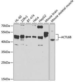 Western blot - ACTL6B antibody (A7108)