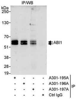 Detection of human ABI1 by western blot of immunoprecipitates.