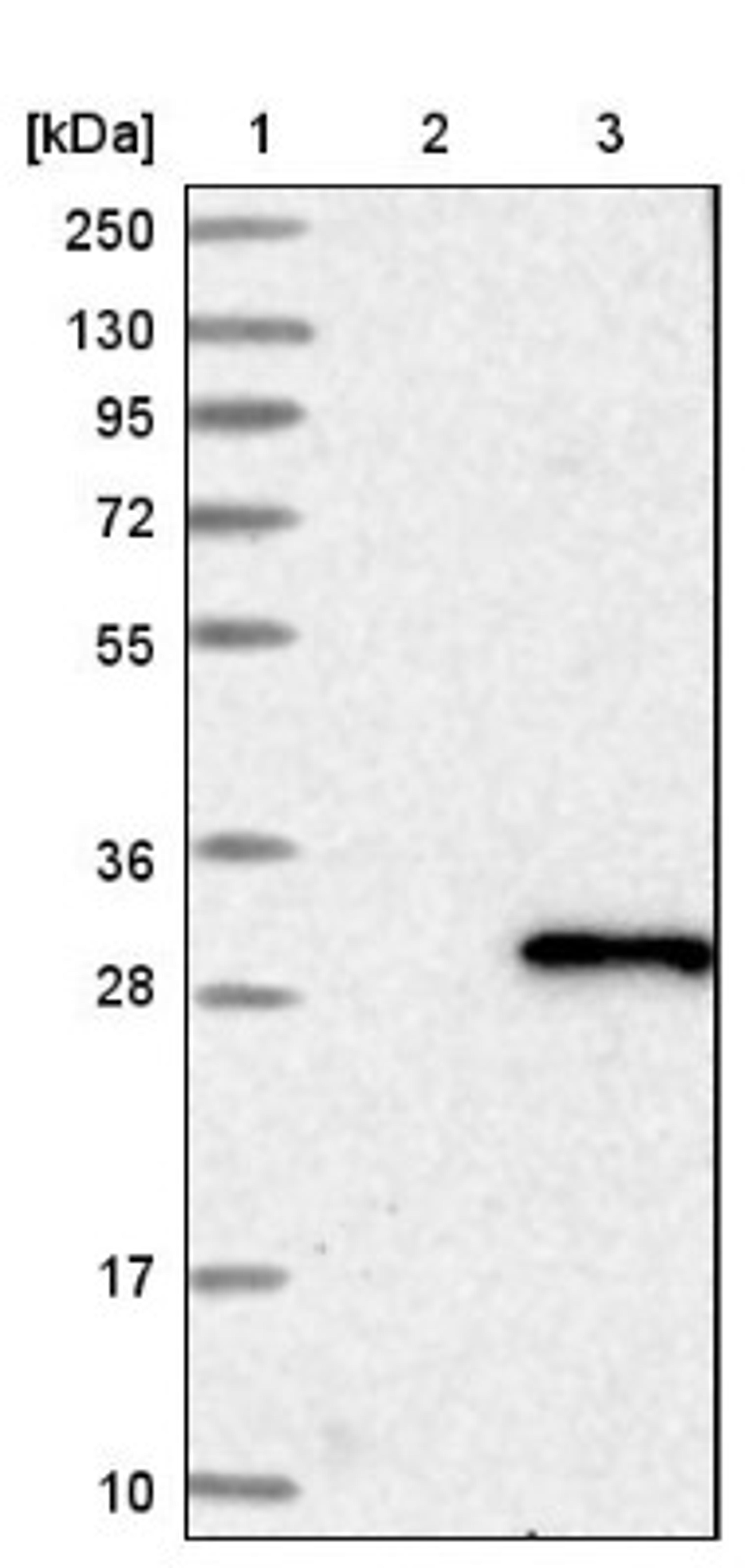 Western Blot: RAB14 Antibody [NBP1-84720] - Lane 1: Marker [kDa] 250, 130, 95, 72, 55, 36, 28, 17, 10<br/>Lane 2: Negative control (vector only transfected HEK293T lysate)<br/>Lane 3: Over-expression lysate (Co-expressed with a C-terminal myc-DDK tag (~3.1 kDa) in mammalian HEK293T cells, LY414055)