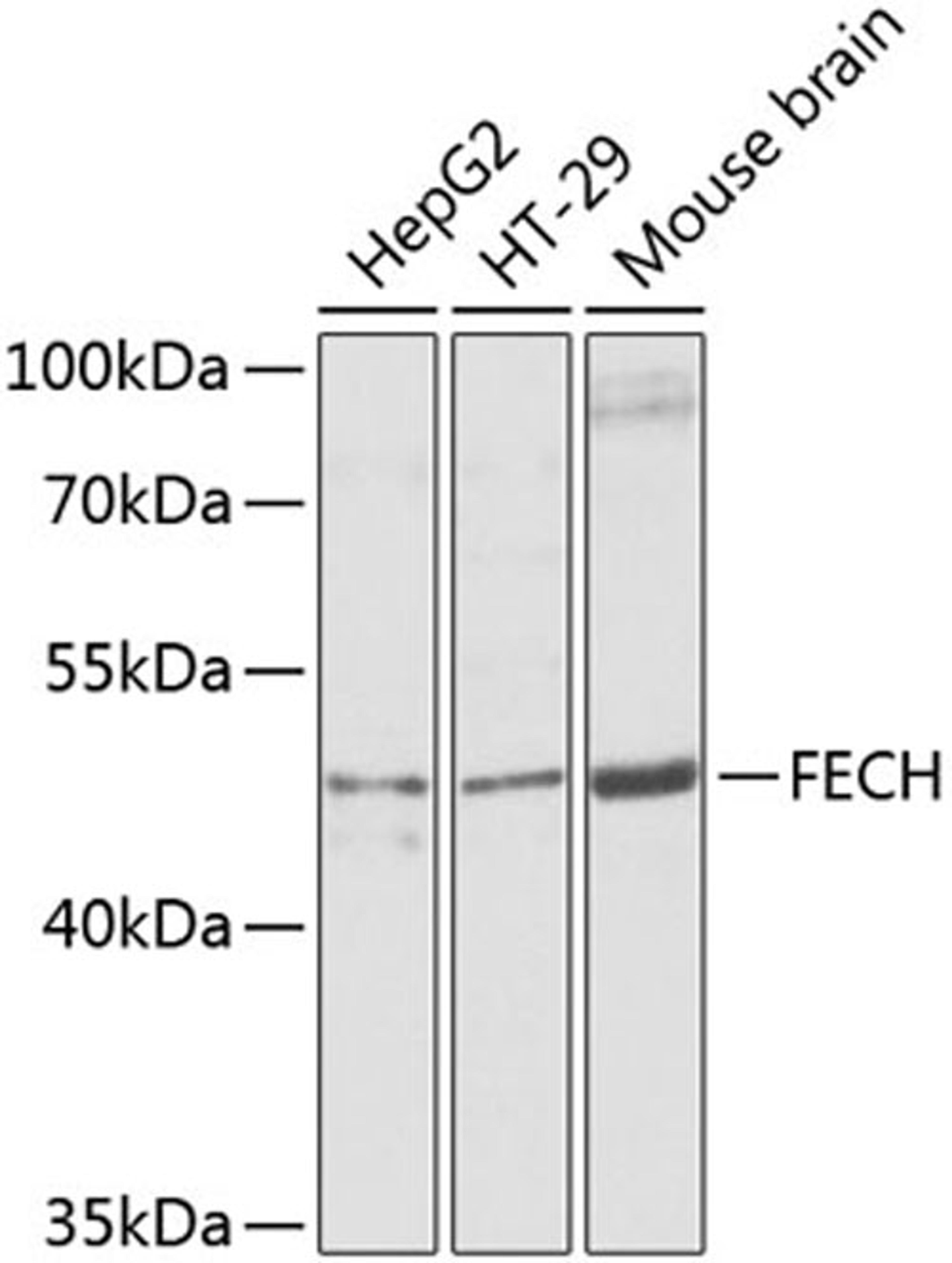 Western blot - FECH antibody (A8418)