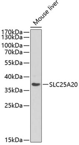 Western blot - SLC25A20 Antibody (A13956)