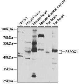 Western blot - RBFOX1 antibody (A7811)