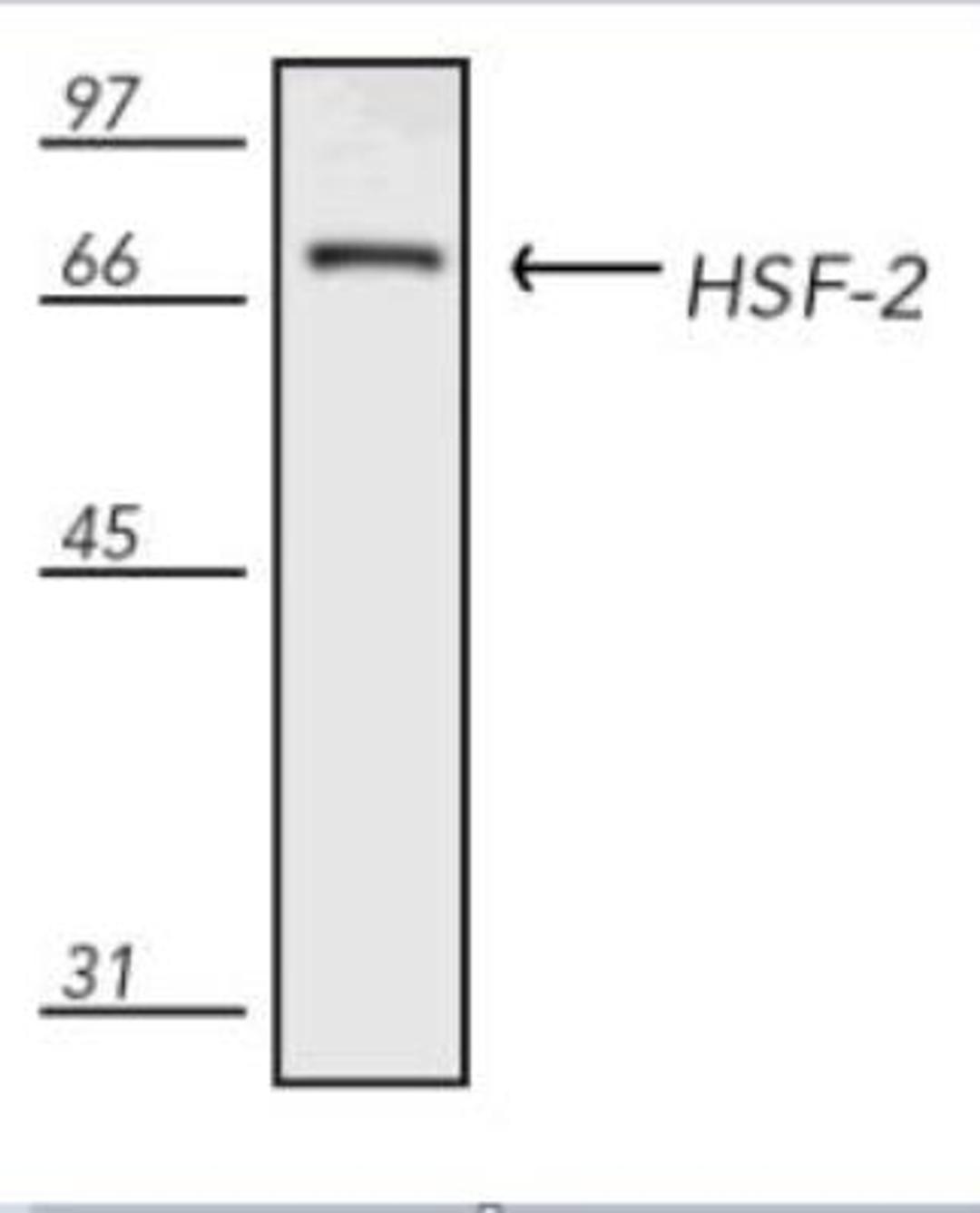 Western Blot: HSF2 Antibody (3E2) [NB110-88108] - Human HeLa (heat shocked) with SPA-960.