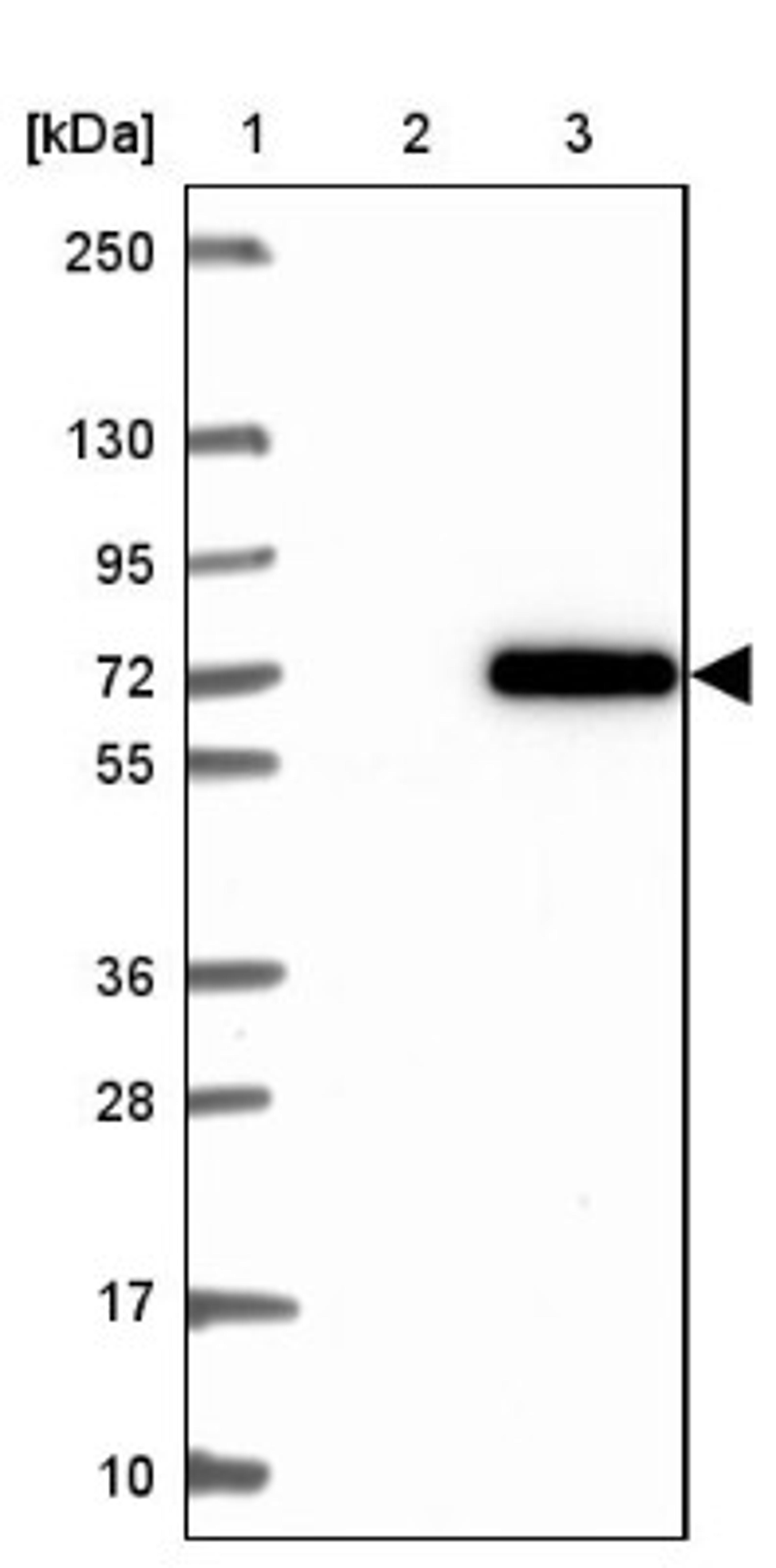 Western Blot: PYROXD1 Antibody [NBP2-38404] - Lane 1: Marker [kDa] 250, 130, 95, 72, 55, 36, 28, 17, 10<br/>Lane 2: Negative Control<br/>Lane 3: LY411022