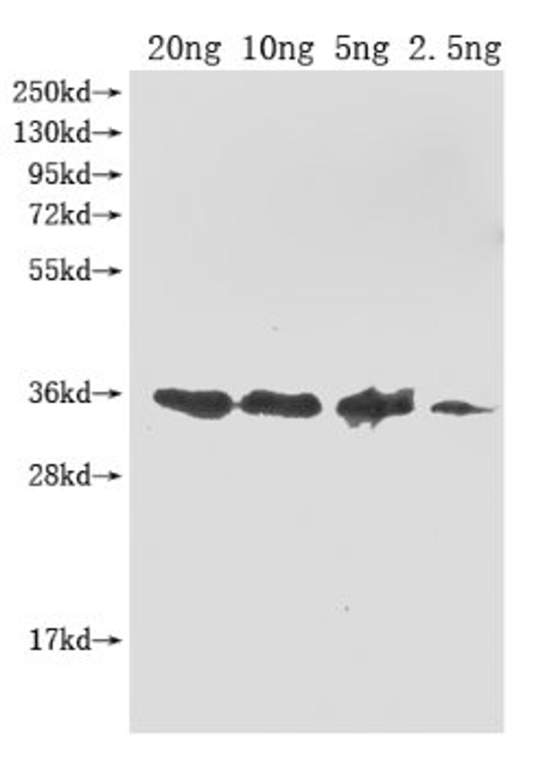 Western Blot. Positive WB detected in Recombinant protein. All lanes: ompA antibody at 1:2000. Secondary. Goat polyclonal to rabbit IgG at 1/50000 dilution. Predicted band size: 35.6 kDa. Observed band size: 36 kDa. 