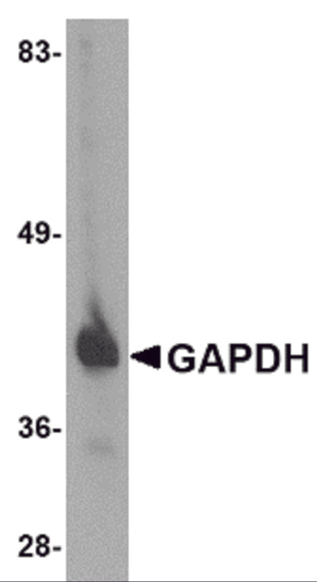 Western blot analysis of GAPDH in HeLa cell lysate with GAPDH antibody at 1 μg/mL.
