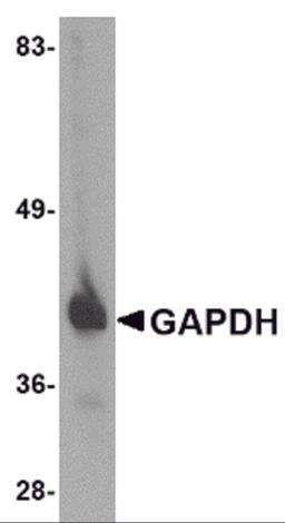 Western blot analysis of GAPDH in HeLa cell lysate with GAPDH antibody at 1 μg/mL.