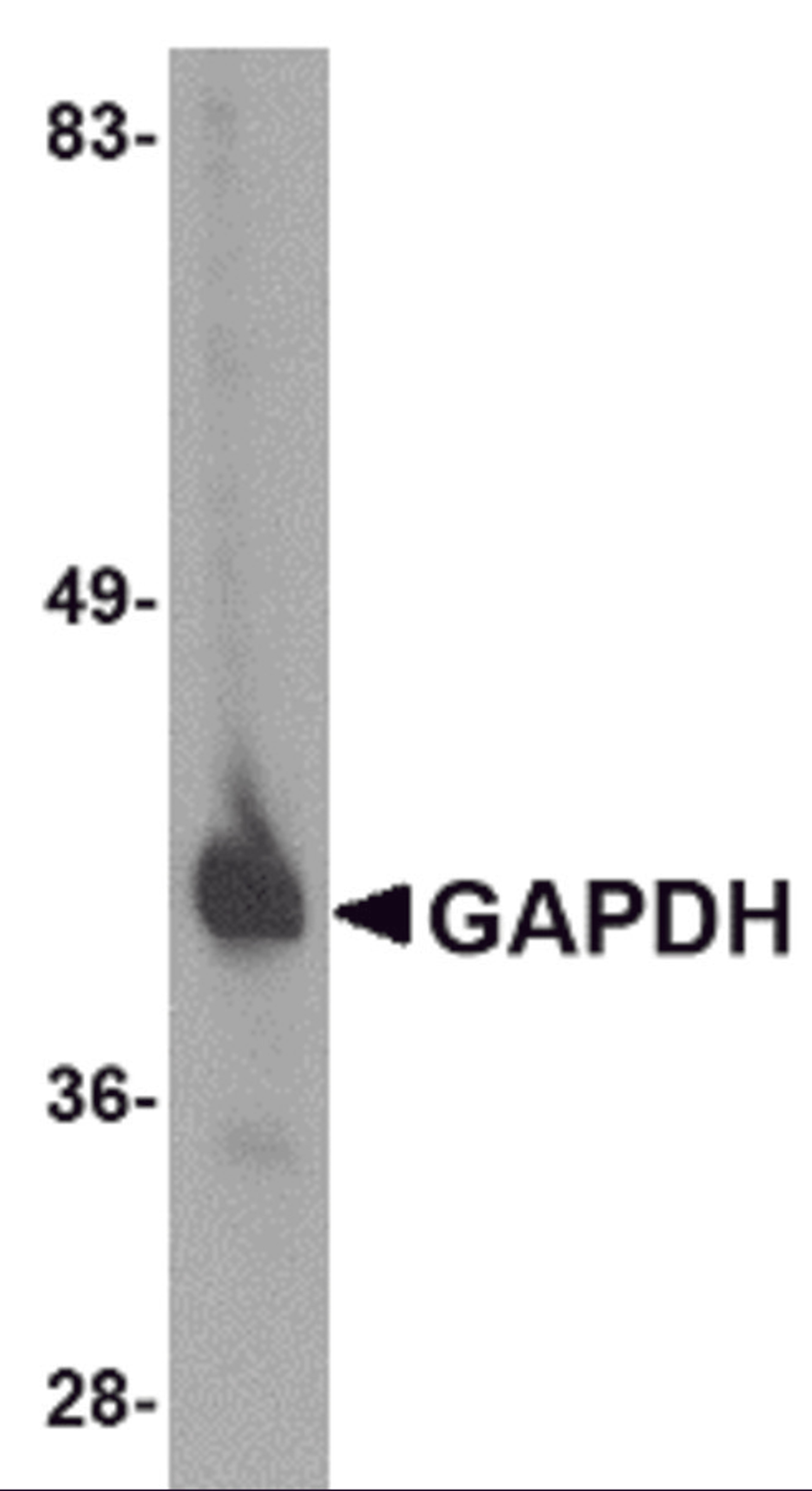 Western blot analysis of GAPDH in HeLa cell lysate with GAPDH antibody at 1 μg/mL.