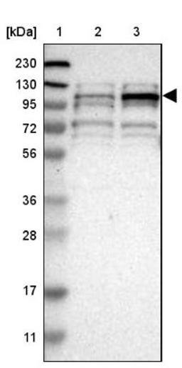 Western Blot: TMTC1 Antibody [NBP1-88837] - Lane 1: Marker [kDa] 230, 130, 95, 72, 56, 36, 28, 17, 11<br/>Lane 2: Human cell line RT-4<br/>Lane 3: Human cell line U-251MG sp