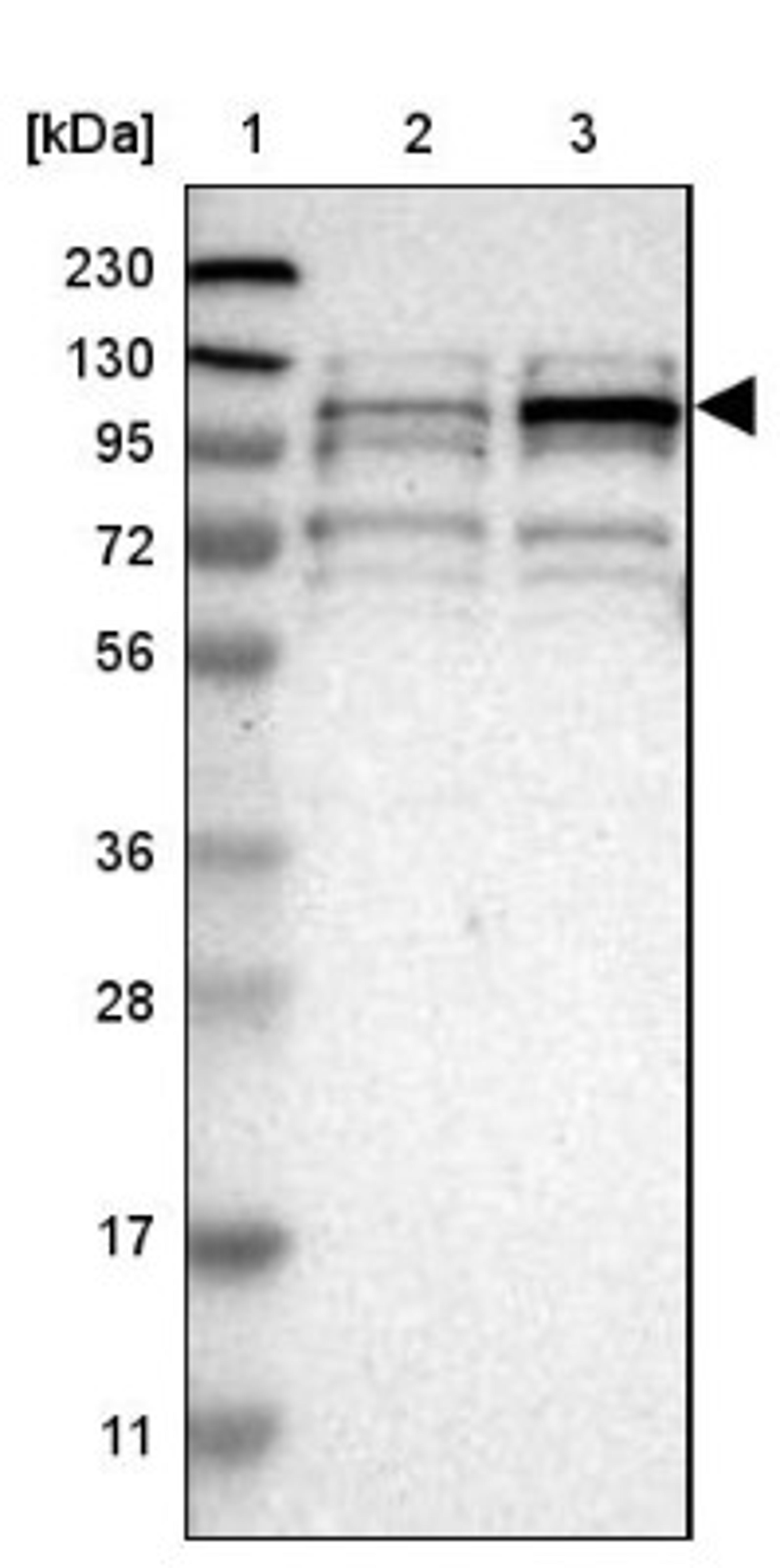 Western Blot: TMTC1 Antibody [NBP1-88837] - Lane 1: Marker [kDa] 230, 130, 95, 72, 56, 36, 28, 17, 11<br/>Lane 2: Human cell line RT-4<br/>Lane 3: Human cell line U-251MG sp