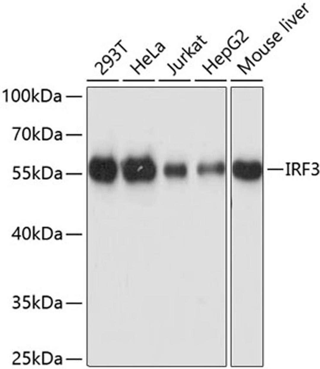 Western blot - IRF3 antibody (A0816)