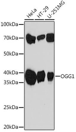 Western blot - OGG1 Rabbit mAb (A4997)