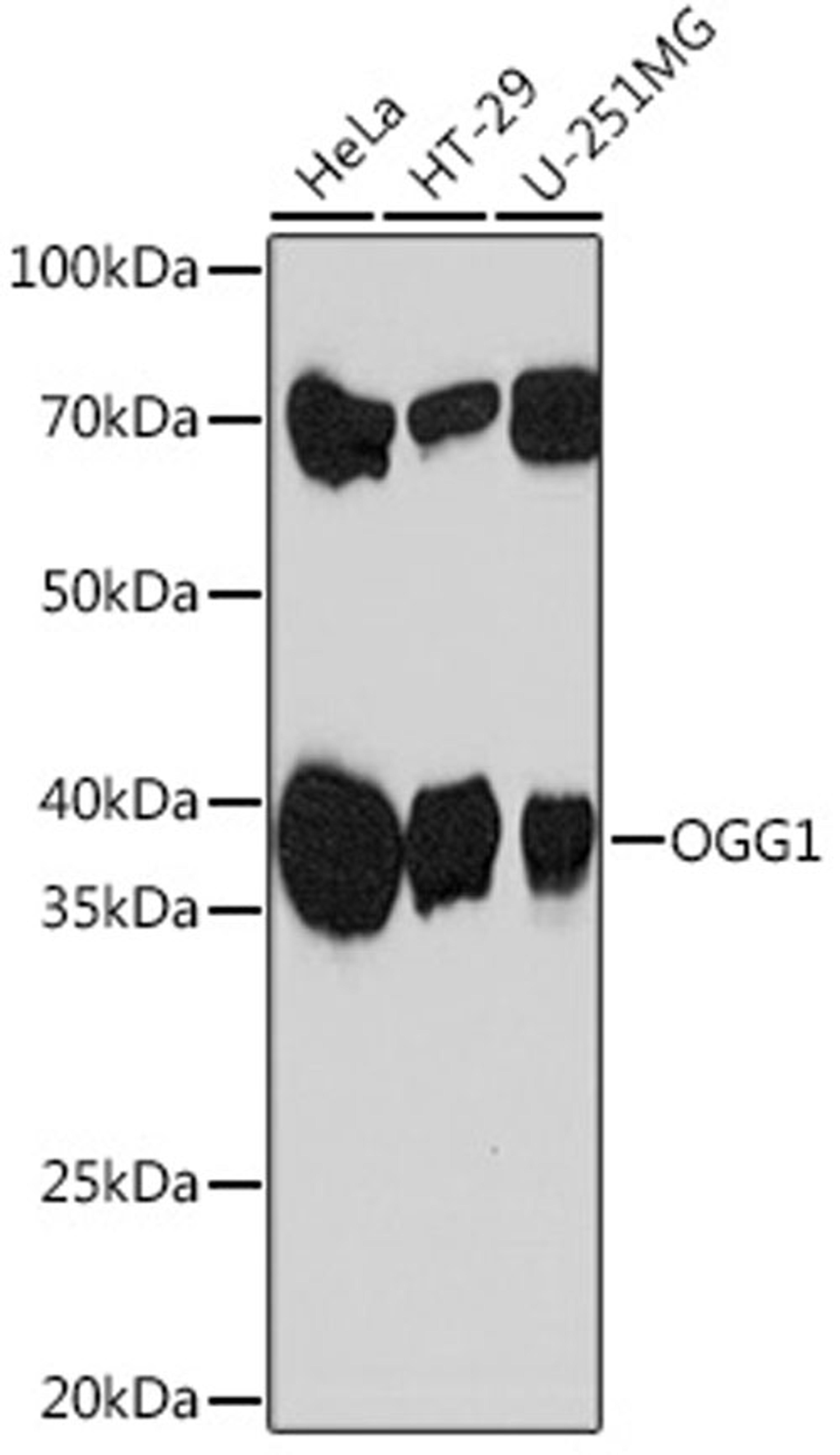 Western blot - OGG1 Rabbit mAb (A4997)