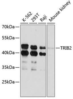 Western blot - TRIB2 antibody (A11661)