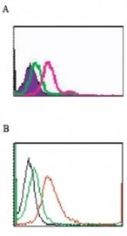 Flow Cytometry: TLR5 Antibody (85B152.5) [NBP1-97728] - Analysis using the FITC conjugate of NBP1-97728. Staining of TLR5 in 10^6 cells using 0.5 ugs of FITC-conjugated antibody: A) Intracellular flow testing of human Ramos cells and B) cell surface flow testing of mouse RAW cells. The shaded (or black) histogram represents cells without antibody, green represents isotype control antibody, and red represents TLR5 antibody.