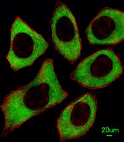 Immunofluorescent analysis of U251 cells, using PTPN6 Antibody . Antibody was diluted at 1:100 dilution. Alexa Fluor 488-conjugated goat anti-rabbit lgG at 1:400 dilution was used as the secondary antibody (green). DAPI was used to stain the cell nuclear 