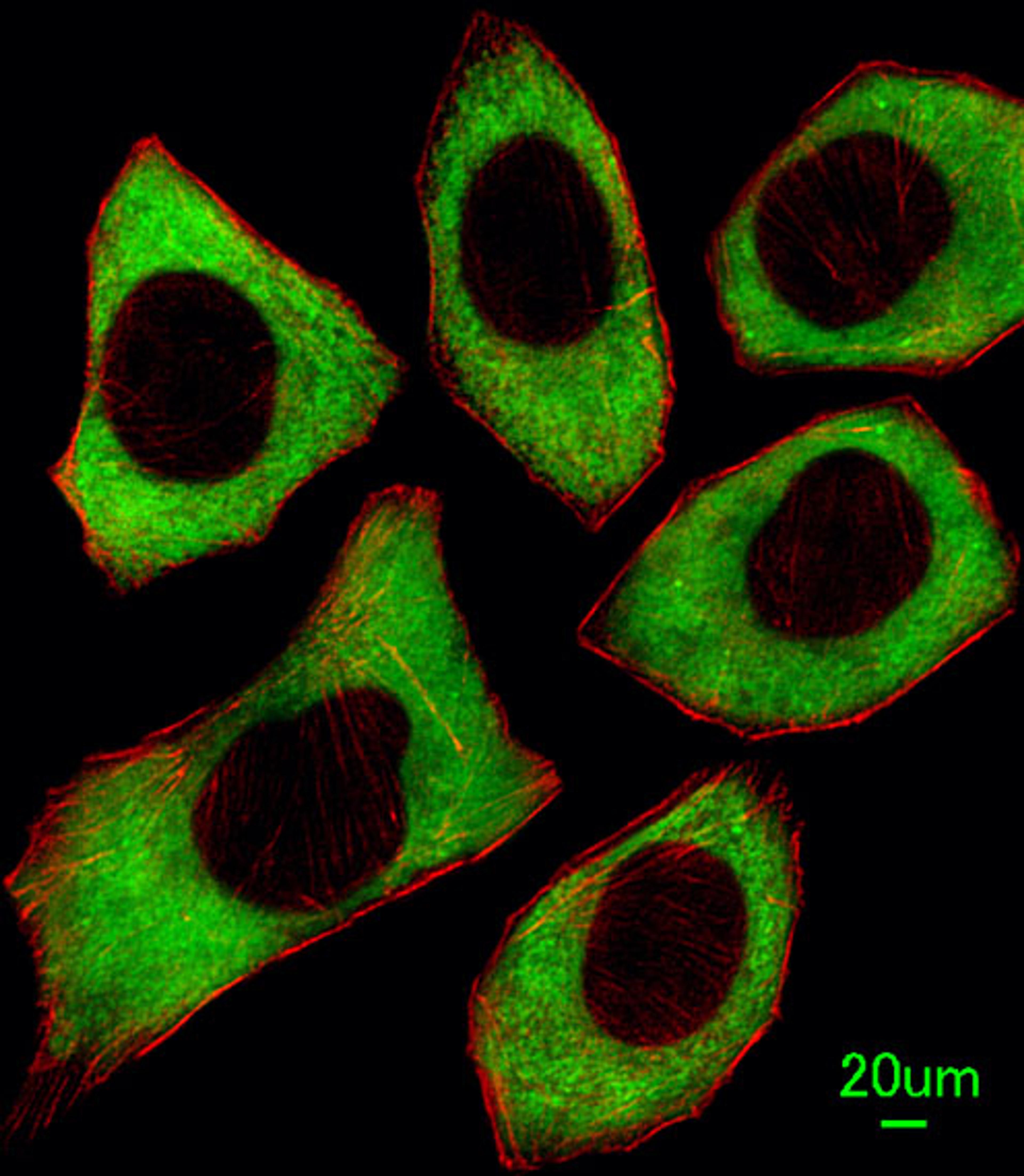 Immunofluorescent analysis of U251 cells, using PTPN6 Antibody . Antibody was diluted at 1:100 dilution. Alexa Fluor 488-conjugated goat anti-rabbit lgG at 1:400 dilution was used as the secondary antibody (green). DAPI was used to stain the cell nuclear 