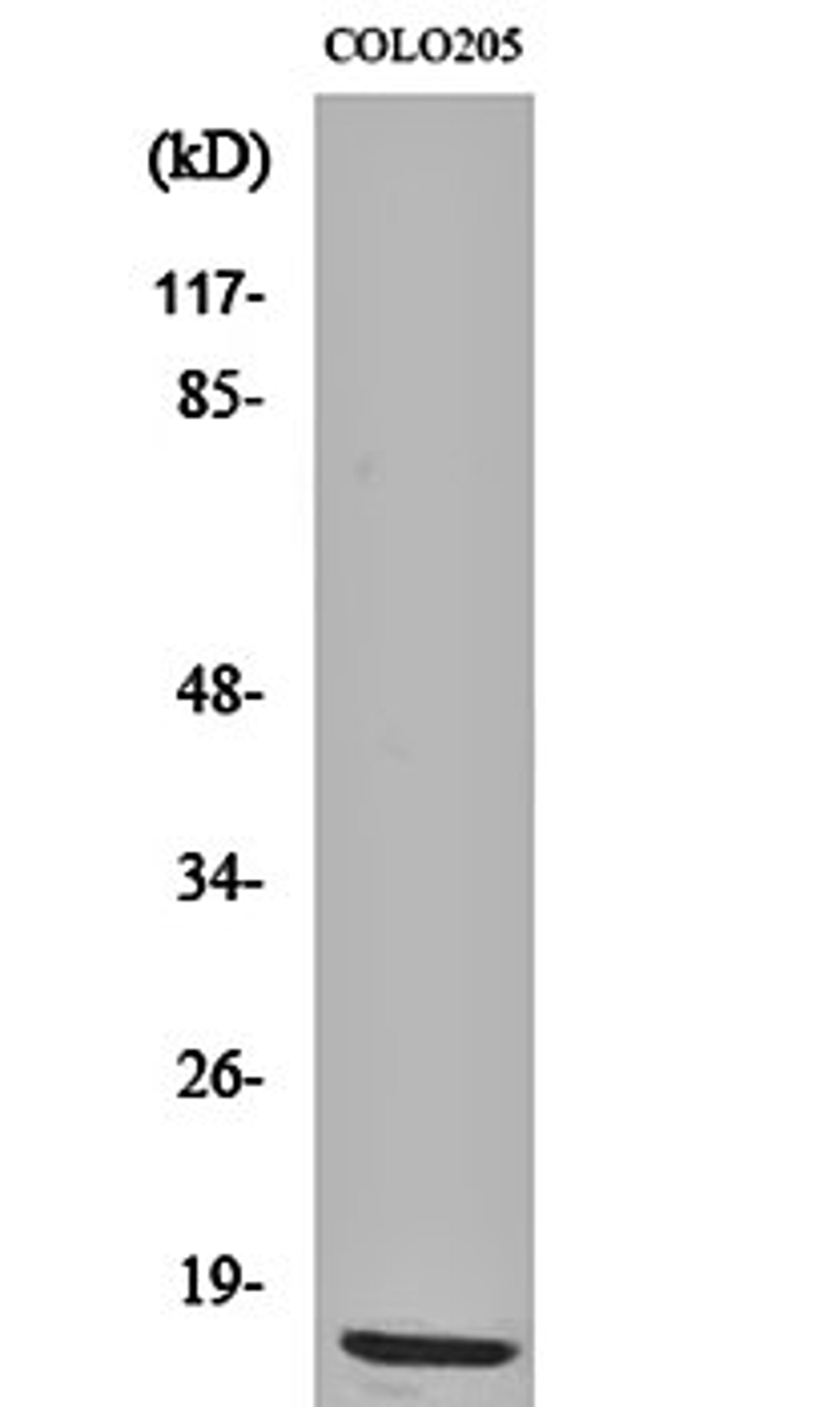 Western blot analysis of COLO205 cell lysates using Ribosomal Protein L36 antibody