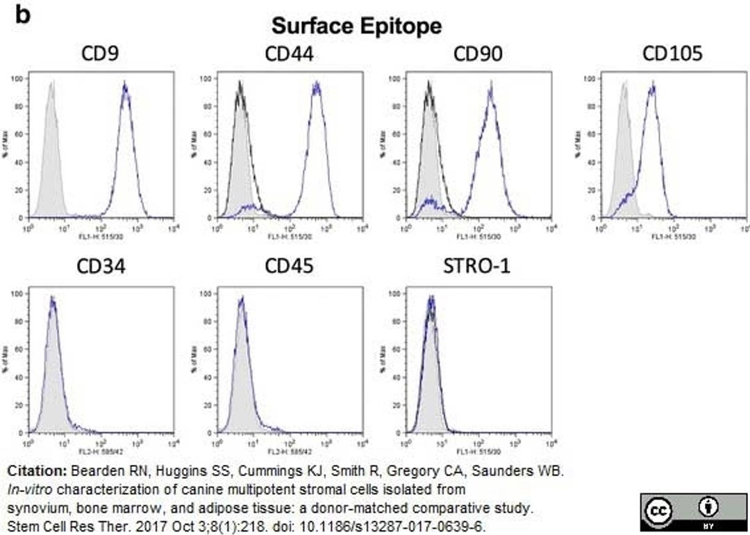 Mouse anti Canine CD45 antibody used to demonstrate the phenotype of canine mesenchymal stem cells