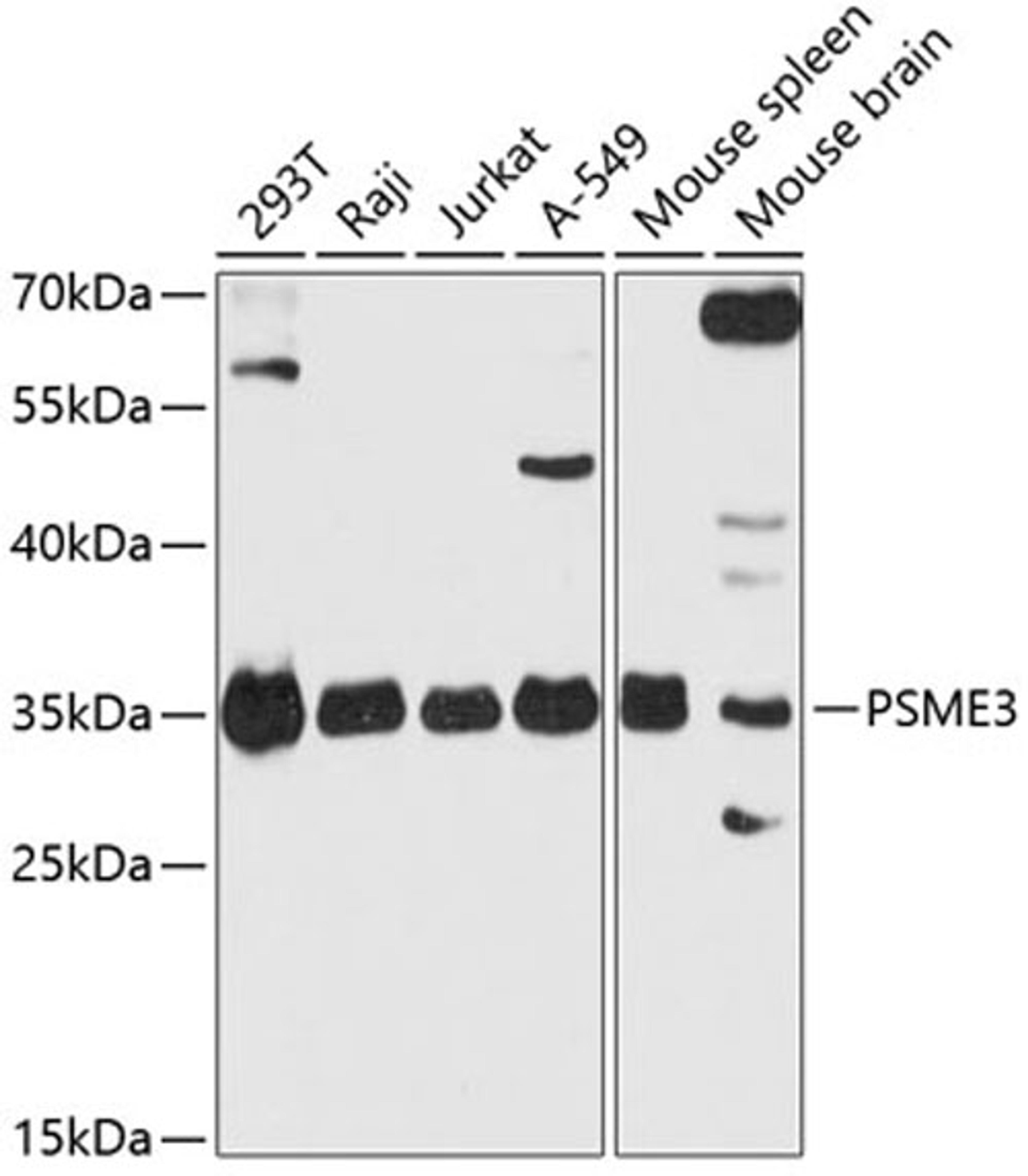 Western blot - PSME3 antibody (A12697)