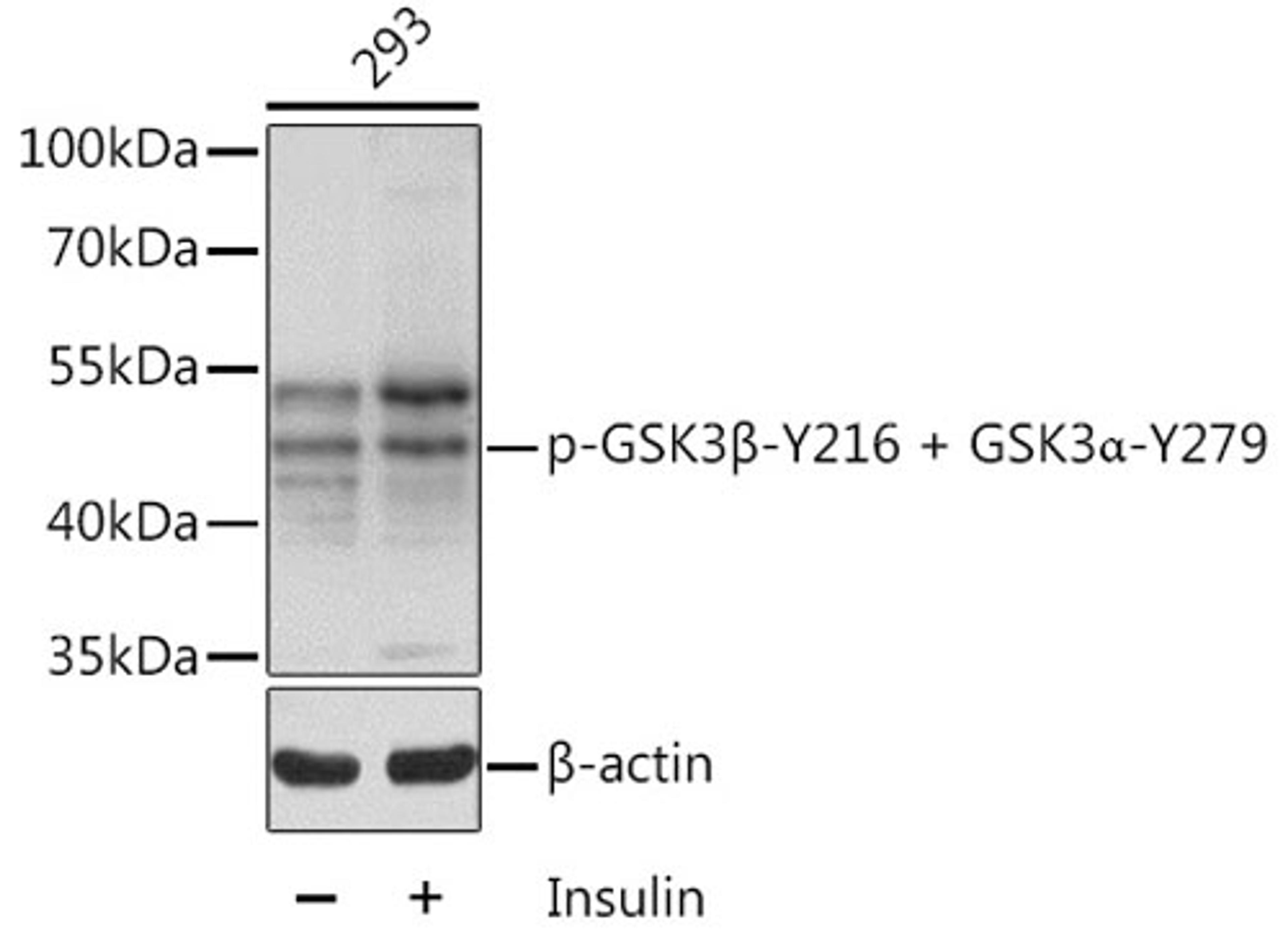 Western blot - Phospho-GSK3ß-Y216 antibody (AP0261)