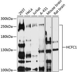 Western blot - HCFC1 antibody (A16871)