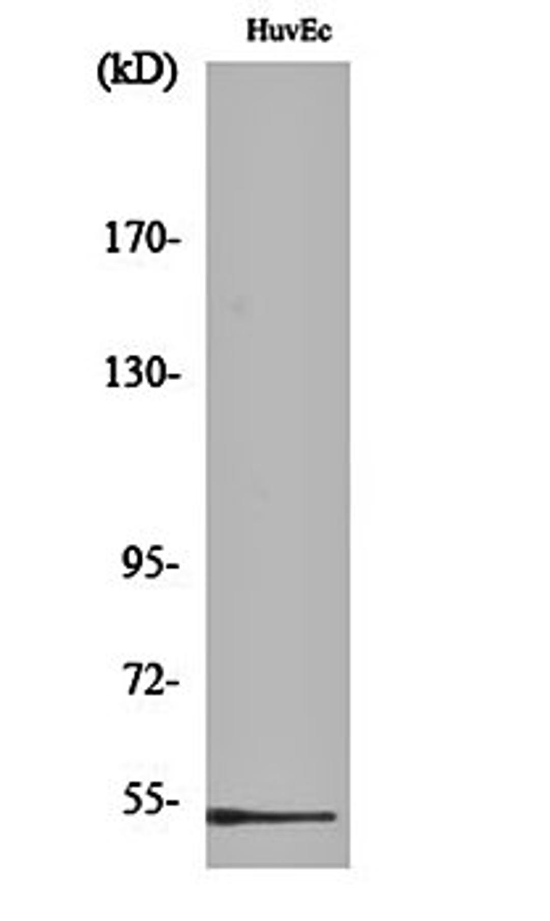 Western blot analysis of HuvEc cell lysates using DBP antibody