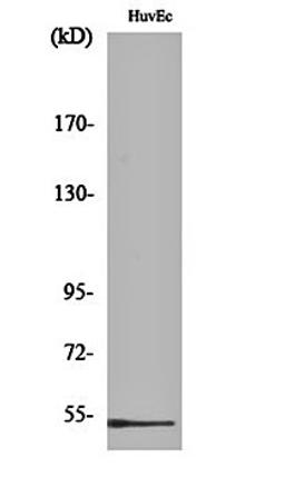 Western blot analysis of HuvEc cell lysates using DBP antibody