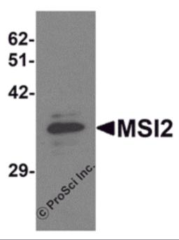 Western blot analysis of MSI2 in EL4 cell lysate with MSI2 antibody at 1 &#956;g/mL.