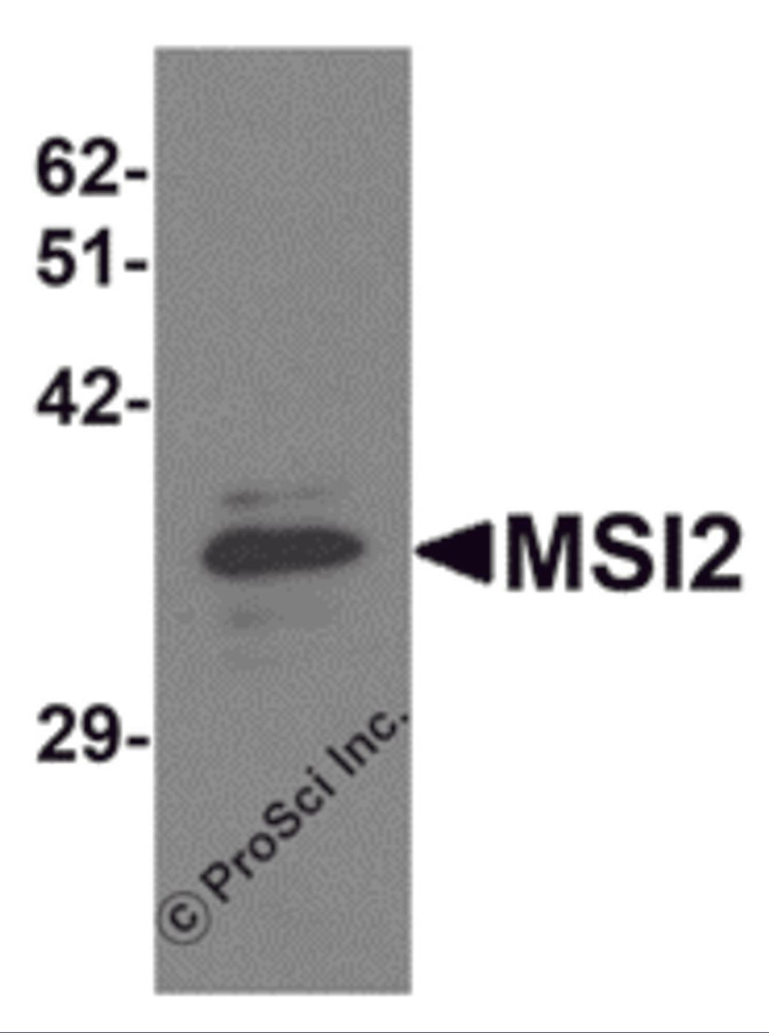 Western blot analysis of MSI2 in EL4 cell lysate with MSI2 antibody at 1 μg/mL.