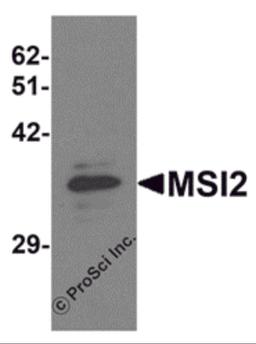 Western blot analysis of MSI2 in EL4 cell lysate with MSI2 antibody at 1 μg/mL.