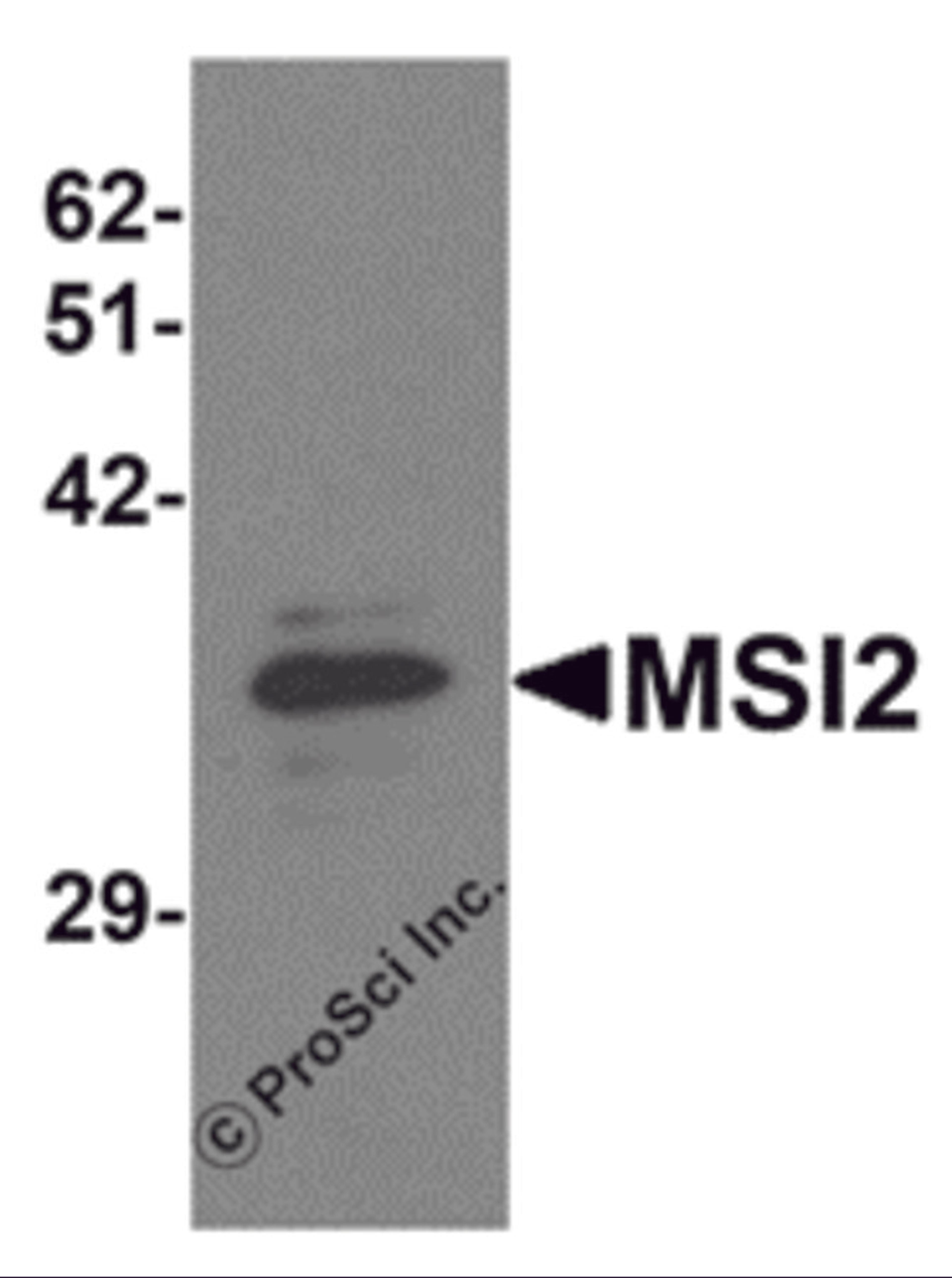 Western blot analysis of MSI2 in EL4 cell lysate with MSI2 antibody at 1 μg/mL.