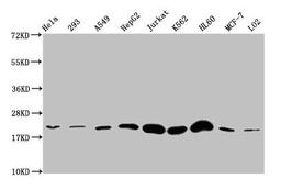 Western Blot. Positive WB detected in: Hela whole cell lysate, 293 whole cell lysate, A549 whole cell lysate, HepG2 whole cell lysate, Jurkat whole cell lysate, K562 whole cell lysate, HL60 whole cell lysate, MCF-7 whole cell lysate, LO2 whole cell lysate. All lanes: HIST1H1E antibody at 1:500. Secondary. Goat polyclonal to rabbit IgG at 1/40000 dilution. Predicted band size: 22 kDa. Observed band size: 22 kDa