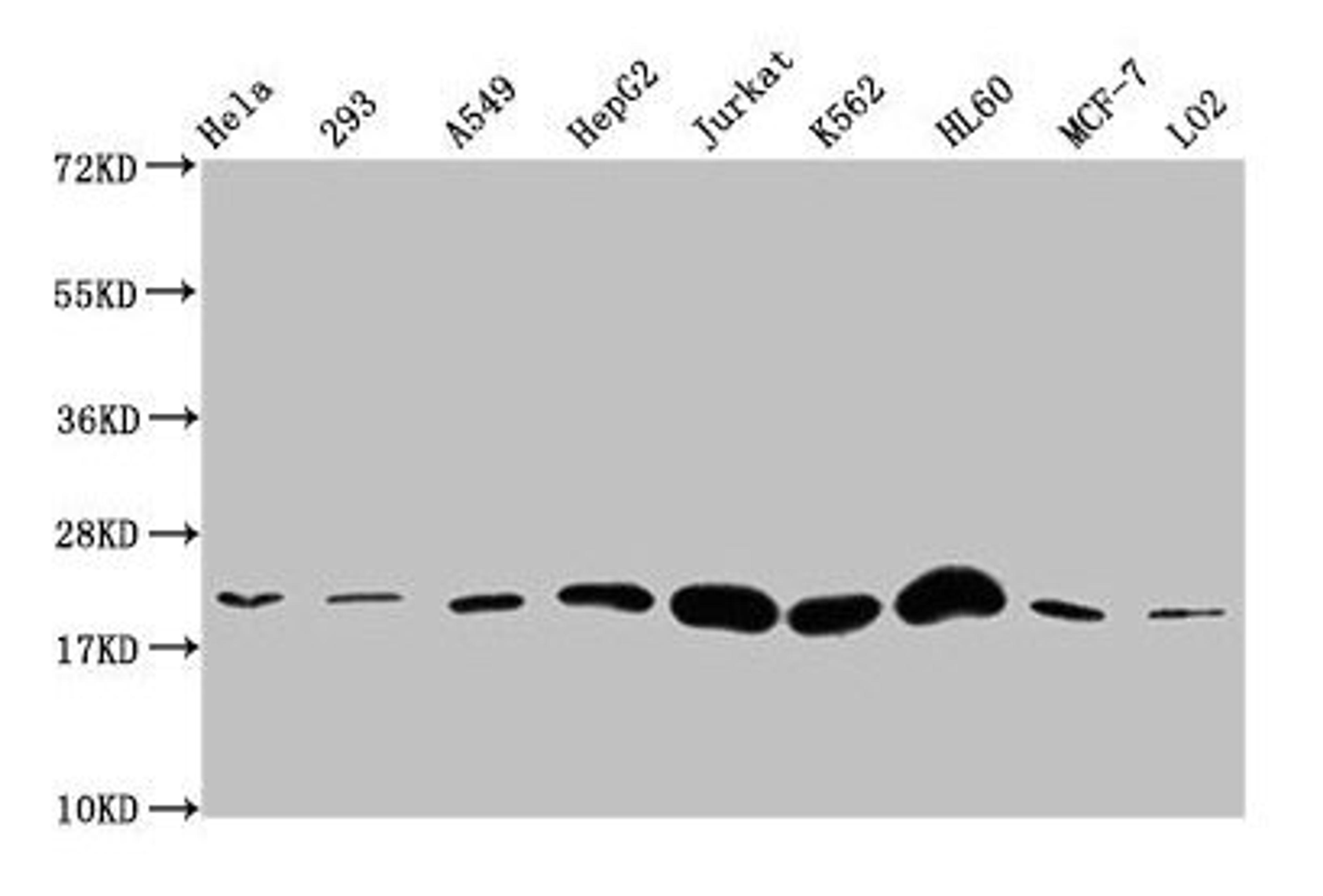 Western Blot. Positive WB detected in: Hela whole cell lysate, 293 whole cell lysate, A549 whole cell lysate, HepG2 whole cell lysate, Jurkat whole cell lysate, K562 whole cell lysate, HL60 whole cell lysate, MCF-7 whole cell lysate, LO2 whole cell lysate. All lanes: HIST1H1E antibody at 1:500. Secondary. Goat polyclonal to rabbit IgG at 1/40000 dilution. Predicted band size: 22 kDa. Observed band size: 22 kDa