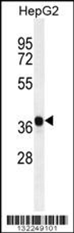 Western blot analysis in HepG2 cell line lysates (35ug/lane).