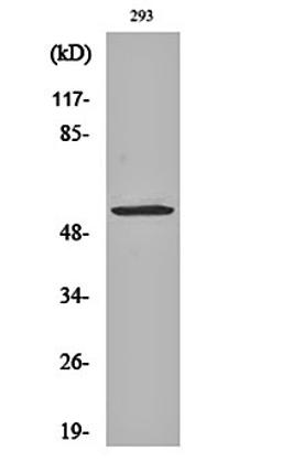 Western blot analysis of 293 cell lysates using Mucin 13 antibody