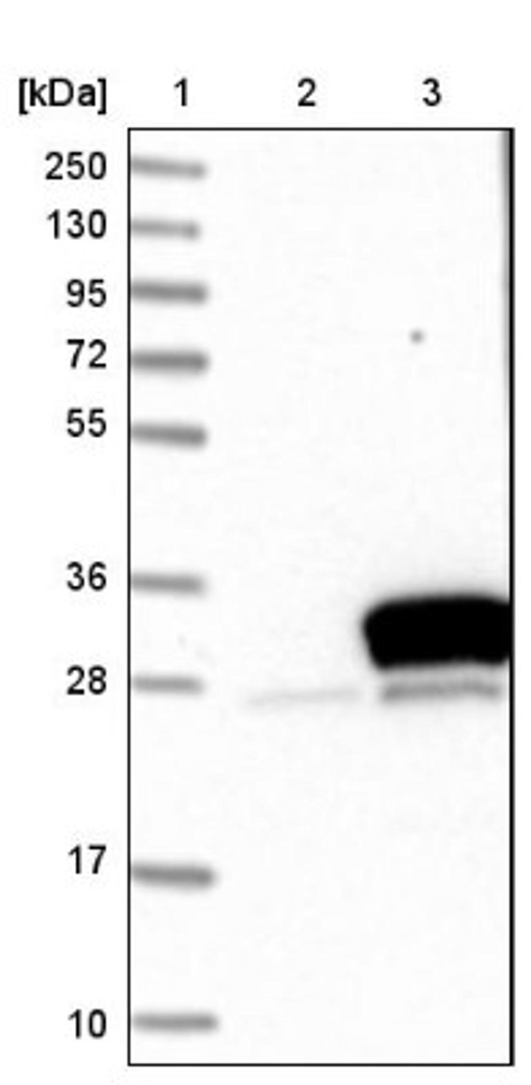 Western Blot: METTL11A Antibody [NBP1-89255] - Lane 1: Marker [kDa] 250, 130, 95, 72, 55, 36, 28, 17, 10<br/>Lane 2: Negative control (vector only transfected HEK293T lysate)<br/>Lane 3: Over-expression lysate (Co-expressed with a C-terminal myc-DDK tag (~3.1 kDa) in mammalian HEK293T cells, LY415489)