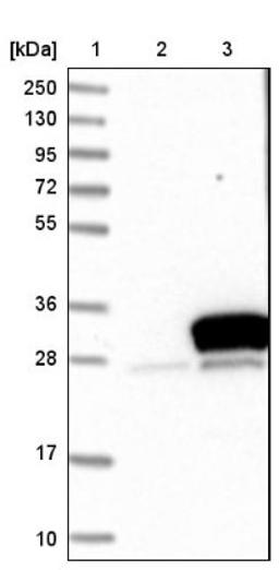 Western Blot: METTL11A Antibody [NBP1-89255] - Lane 1: Marker [kDa] 250, 130, 95, 72, 55, 36, 28, 17, 10<br/>Lane 2: Negative control (vector only transfected HEK293T lysate)<br/>Lane 3: Over-expression lysate (Co-expressed with a C-terminal myc-DDK tag (~3.1 kDa) in mammalian HEK293T cells, LY415489)